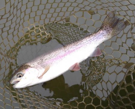 大安トラウトレイク釣果